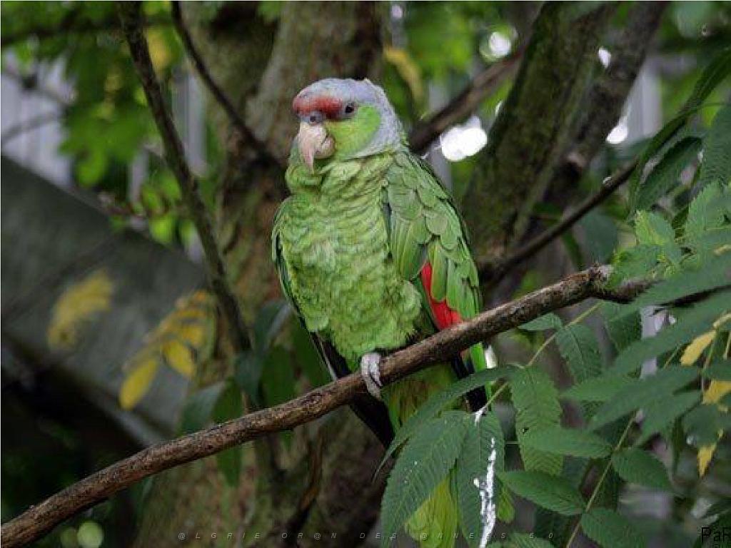 101PARC AUX OISEAUX DANS L AIN 2016 3_000016.jpg